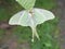 Actias luna giant American moon moth underside