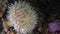 Actinia anemone on background amazing seabed underwater in ocean of Alaska.