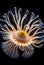 Actinia (sea anemona) under water, stones around.