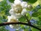 Actinidia deliciosa white flower