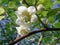 Actinidia deliciosa white flower