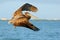 Action acrobatic scene with pelican. Pelican flying on thy evening blue sky. Brown Pelican splashing in water, bird in nature habi
