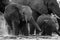 An action black and white photograph of a young elephant spraying and splashing water