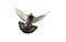 Action of homing pigeon bird approaching to landing on ground is