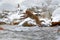 Action monkey wildlife scene from Japan. Monkey Japanese macaque, Macaca fuscata, jumping across winter river, Hokkaido, Japan. Sn