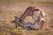 Action packed fighting of Springbok rams