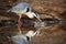 An action photograph of a grey heron catching two fish with a big splash of water