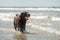 Action portrait of happy chocolate labrador retriever dog at the beach