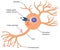 Action potential in a nerve cell