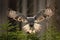 Action scene from the forest with owl. Flying Great Grey Owl, Strix nebulosa, above green spruce tree with orange dark forest back