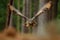 Action scene with owl in the forest. Flying Eurasian Eagle Owl with open wings in forest habitat with trees, wide angle lens photo