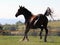 An action shot of an American Saddlebred