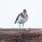 Actitis hypoleucos, Common Sandpiper.