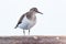 Actitis hypoleucos, Common Sandpiper.