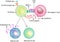 Activation of B-cell. adaptive immune system. plasma cell and memory B cell