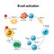 Activation of B-cell leukocytes