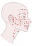 Active acupuncture points on the profile template Girl with shaved bald hairless head and a beautiful skull. Vector image