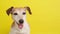 Active adorable dog Jack russell terrier on yellow background.
