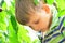 An active and cheerful boy collects and eats cherries on a tree.