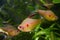 Active and curious male of bleeding heart tetra, Hyphessobrycon socolofi, freshwater fish, endemic of Rio Negro