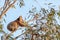 Active cute koala climbing eucalyptus tree