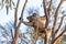 Active cute koala climbing eucalyptus tree