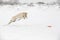 Active cute labrador dog jumping for frisbee in snow. Winter fun, vacations, active games in nice frosty day on open air