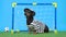 Active dachshund dog in goalkeeper uniform and cap unsuccessfully protects football gate for kids, soccer ball flies