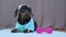 Active dachshund dog in sportswear with wristbands on paws and headband protecting from sweat on head finished training