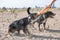 Active dogs of entlebucher sennenhund breed playing with puller