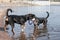 Active dogs of entlebucher sennenhund breed playing in water