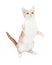 Active Domestic Shorthair Kitten Swiping Paw