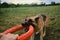 Active and energetic dog holds round red toy with teeth and looks up. Playing with owner, top view from first person