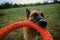 Active and energetic dog holds round red toy with teeth and looks up. Playing with owner, top view from first person. German