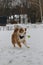 An active and energetic dog plays ball on a string. Aussie with a long fluffy tail. Australian Shepherd Red Merle has