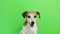 Active energetic dog portrait. comes and goes twice. licking.Video footage. Green chroma key background. Lovely white