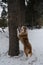 Active and energetic dog stands on hind legs and has put front paws on tree. Smiles with tongue sticking out. Australian