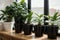Active enjoying planting. planting flowers. plant care at home. Portrait Of Happy Arranging Potted Plants. With Green Plants and F