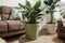 Active enjoying planting. planting flowers. plant care at home. Portrait Of Happy Arranging Potted Plants. With Green Plants and F