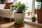 Active enjoying planting. planting flowers. plant care at home. Portrait Of Happy Arranging Potted Plants. With Green Plants and F