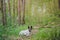Active fox terrier dog rests in the forest, telephoto shot.