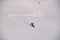 active freerider masterfully rides down white powdery snow of mountain slope