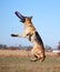 Active games with dog in fresh air in Park, German shepherd working breeding in good shape. German shepherd black and red color