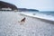 Active games with dog in nature. German Shepherd black and red color dressed in harness and muzzle runs on beach next to blue sea