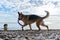 Active games with dogs on sea in summer. German Shepherd dog is running along shore of lake with toy in teeth and Aussie puppy is