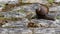 Active garden snail crawling (Shot A)