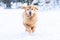 An active golden retriever dog runs fast outside in the winter snow