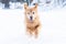 An active golden retriever dog runs fast outside in the winter snow