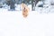 An active golden retriever dog runs fast outside in the winter snow