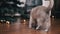 Active Gray British Cat Plays with a Christmas Ball on the Floor in the Room